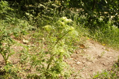 Chaerophyllum bulbosum