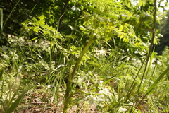 Chaerophyllum bulbosum