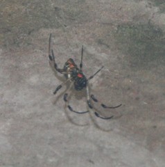 Nephilengys malabarensis