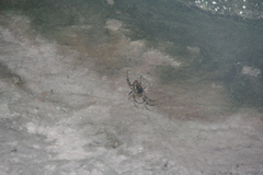 Nephilengys malabarensis