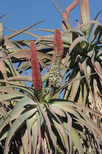 tilt-head aloe