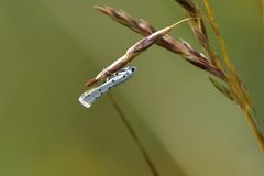 Myelois circumvoluta