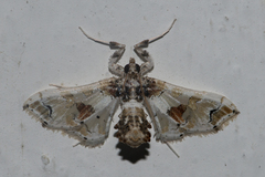 Leucinodes orbonalis