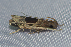 Helcystogramma hibisci