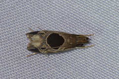 Helcystogramma hibisci