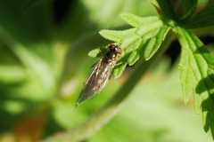 Platycheirus albimanus