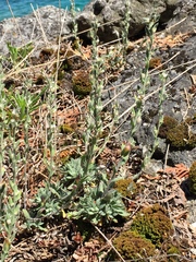 Draba cana