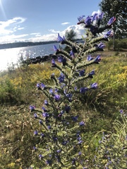 Echium vulgare
