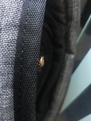 Sciocoris sideritidis