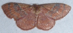 Leptostales rubromarginaria