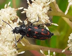 Astylus bourgeoisi