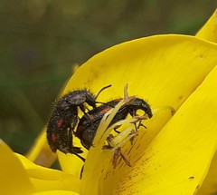 Astylus bourgeoisi