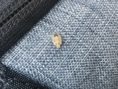 Sciocoris sideritidis
