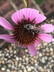 Dielis plumipes
