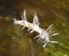 Flabellina