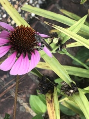 Dielis plumipes