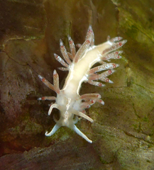 Flabellina