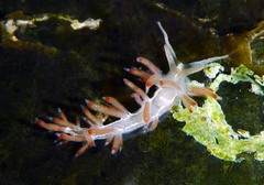 Flabellina