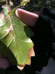 Quercus × ganderi