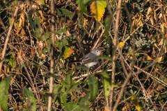 Polioptila caerulea