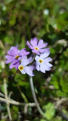 Primula scandinavica