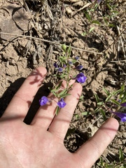 Scutellaria angustifolia