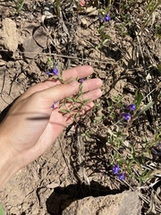 Scutellaria angustifolia