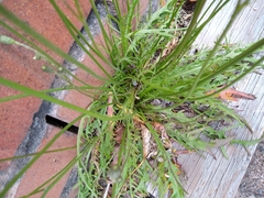 Angiospermae