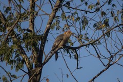 Melanerpes aurifrons