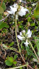 Astragalus alpinus