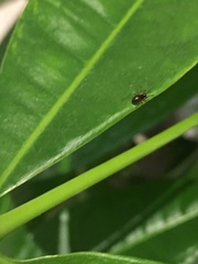 Araneae
