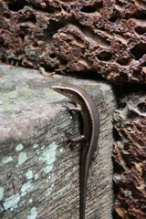 Eutropis multifasciata