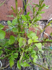 Tyria jacobaeae