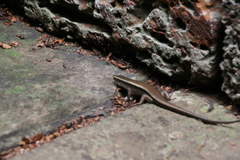 Eutropis multifasciata