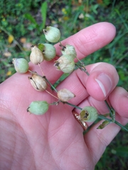 Silene vulgaris