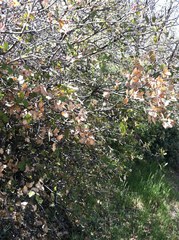 Quercus × ganderi