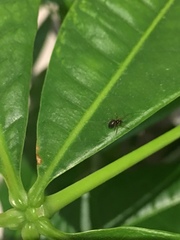 Araneae