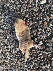 Xerospermophilus spilosoma