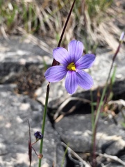 Sisyrinchium mucronatum