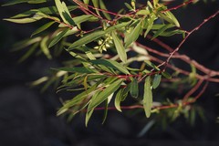 Salix mucronata mucronata