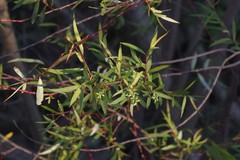 Salix mucronata mucronata
