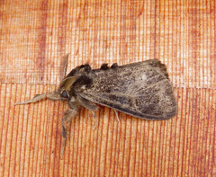 Dasychira grisefacta