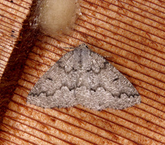 Sabulodes packardata