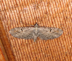 Eupithecia graefii