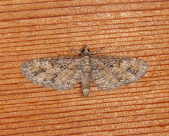Eupithecia graefii