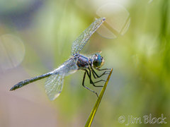 Leucorrhinia frigida