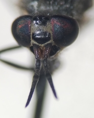 Chrysops niger