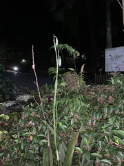 Phaius