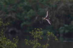 Charadrius vociferus