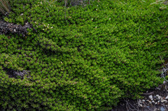 Baccharis caespitosa